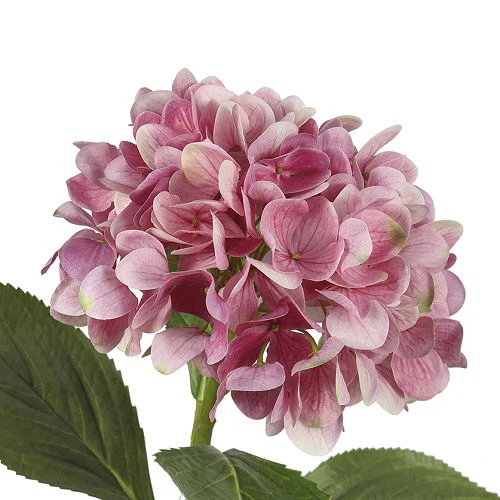 Ink jet printed flowers001 Ink jet printed flowers001